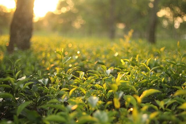 今年的春雨下得很很少，少了春天雨水的灌溉與滋養 大大的影響了春茶茶葉的生長速度